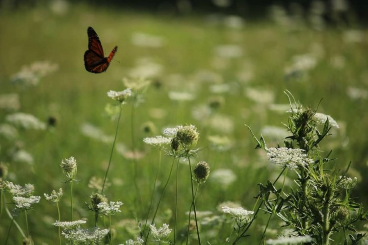 Monarch butterfly in flight in field of wildflowers