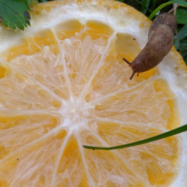 Slug on a slice of orange on grass