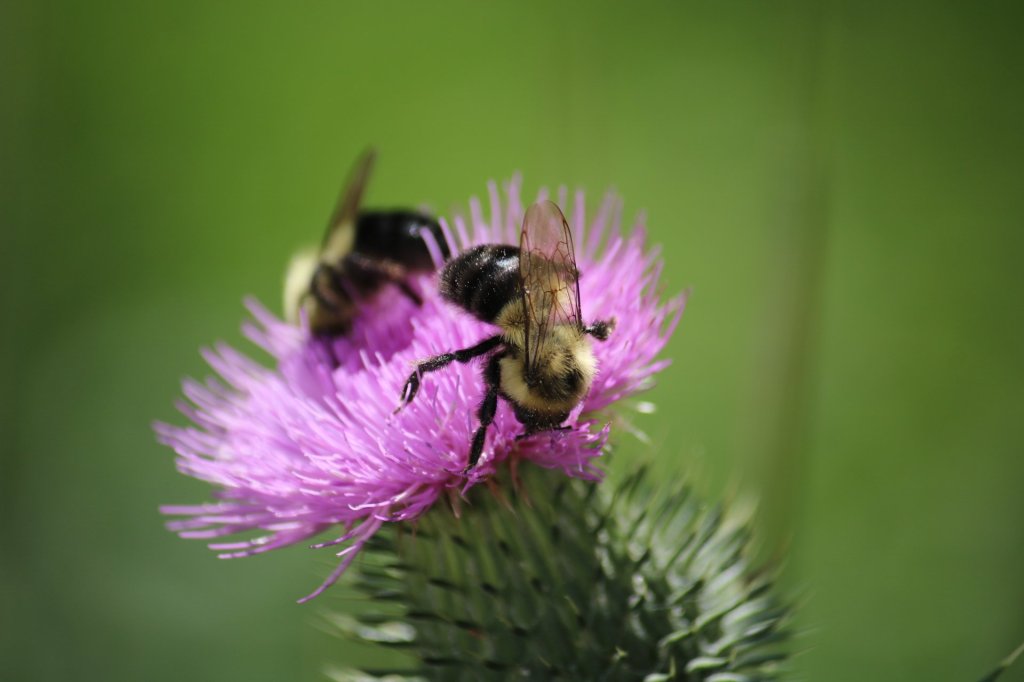two bumble bees on a pink thistle