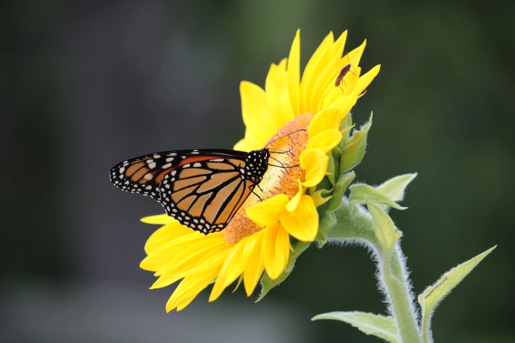 Monarch butterfly on a sunflower